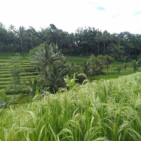 D'Ume Bendoel Homestay จาตีลูวีห์ ภายนอก รูปภาพ