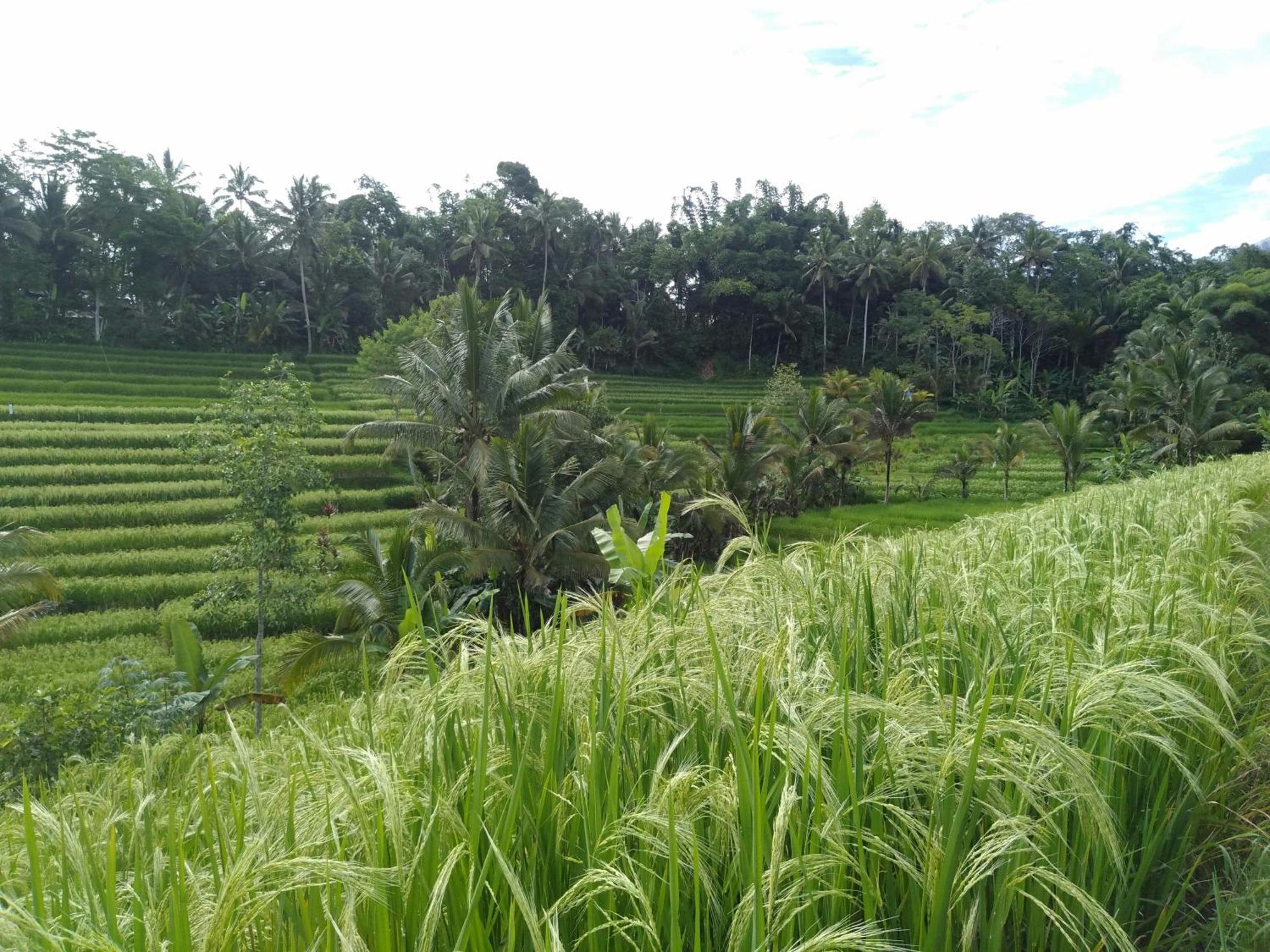 D'Ume Bendoel Homestay จาตีลูวีห์ ภายนอก รูปภาพ