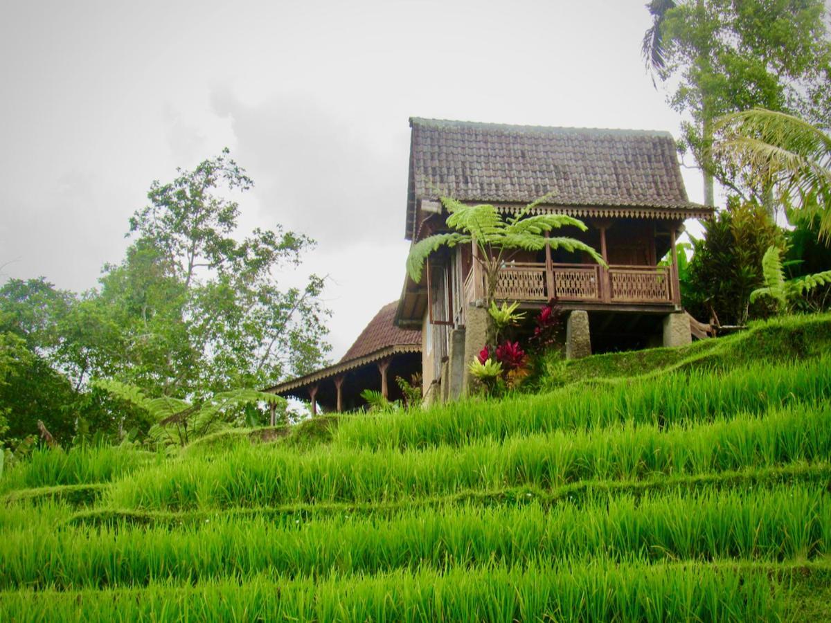 D'Ume Bendoel Homestay จาตีลูวีห์ ภายนอก รูปภาพ