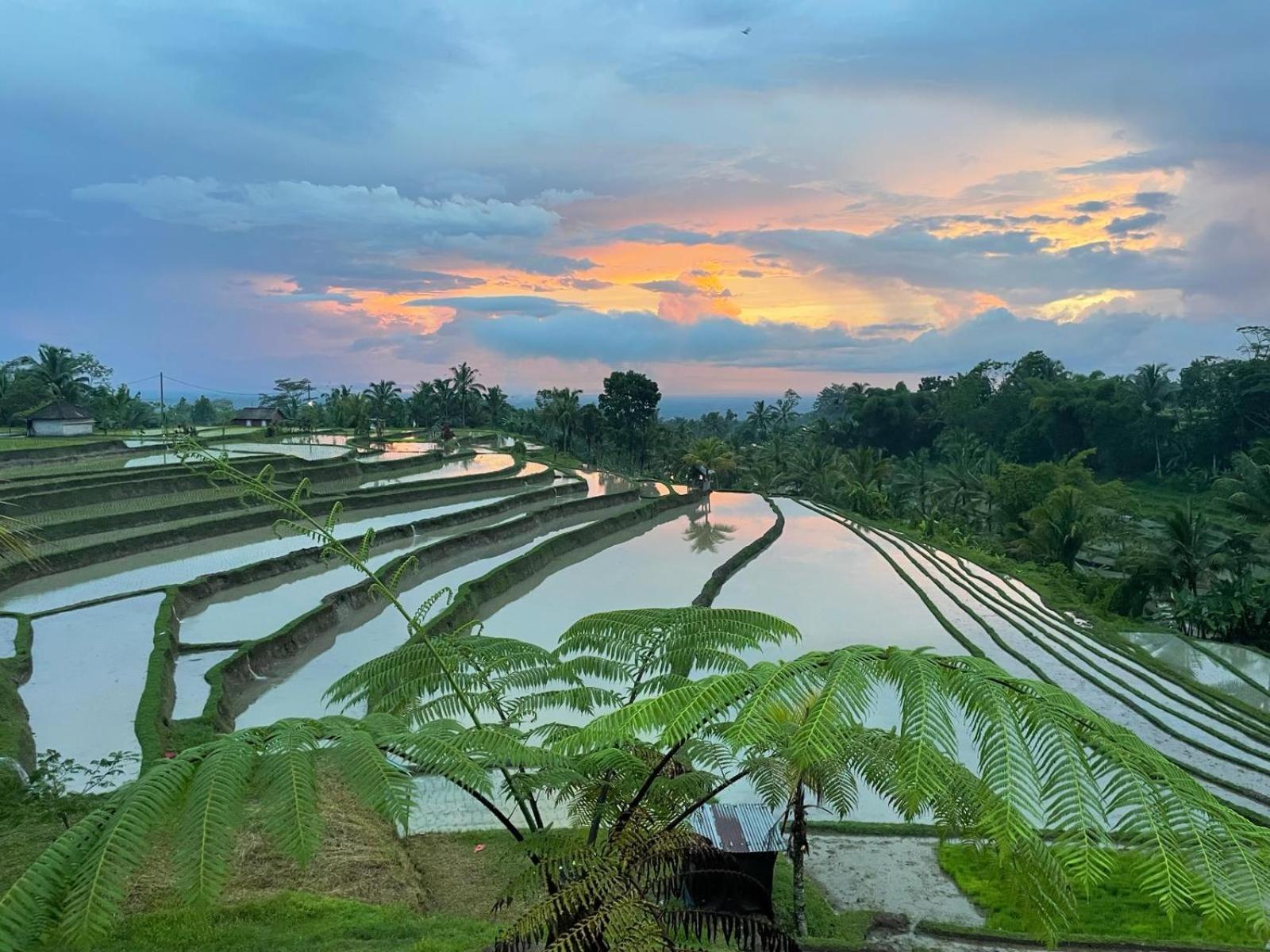 D'Ume Bendoel Homestay จาตีลูวีห์ ภายนอก รูปภาพ