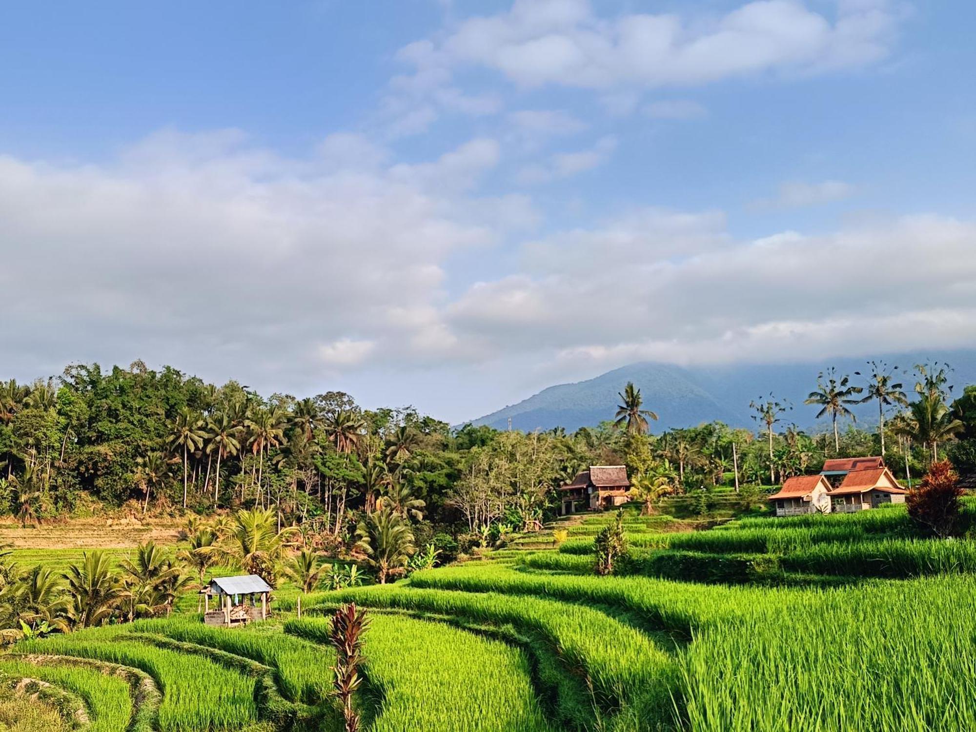 D'Ume Bendoel Homestay จาตีลูวีห์ ภายนอก รูปภาพ