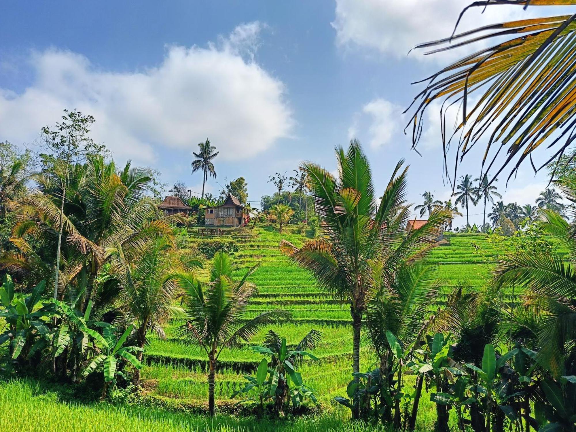 D'Ume Bendoel Homestay จาตีลูวีห์ ภายนอก รูปภาพ