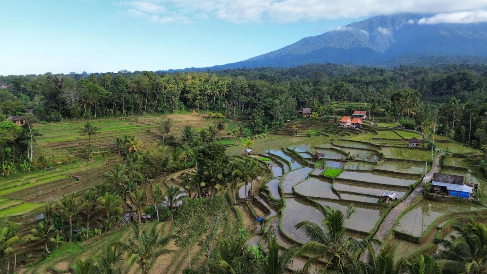 D'Ume Bendoel Homestay จาตีลูวีห์ ภายนอก รูปภาพ