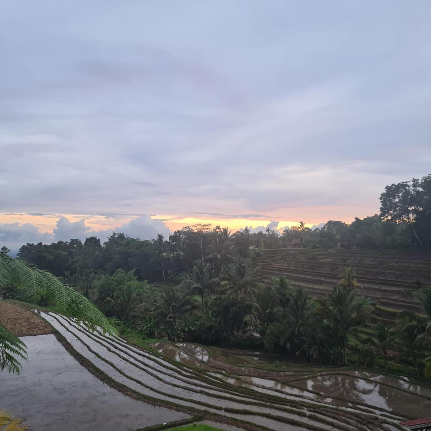 D'Ume Bendoel Homestay จาตีลูวีห์ ภายนอก รูปภาพ